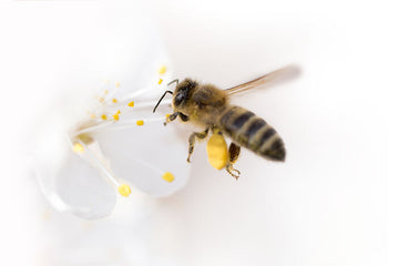 Was tun bei einem Bienenstich: Natürliches Rezept