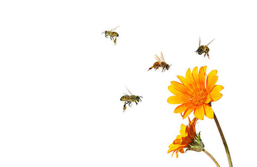 Wie wäre die Welt ohne Bienen?