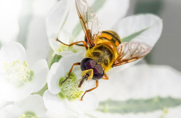 Apytherapie : Gesundheit aus dem Bienenstock